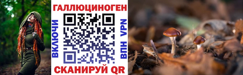 купить наркоту  Сольцы  Галлюциногенные грибы Psilocybe 